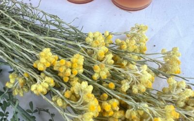 PLANTAS MEDICINALES #2